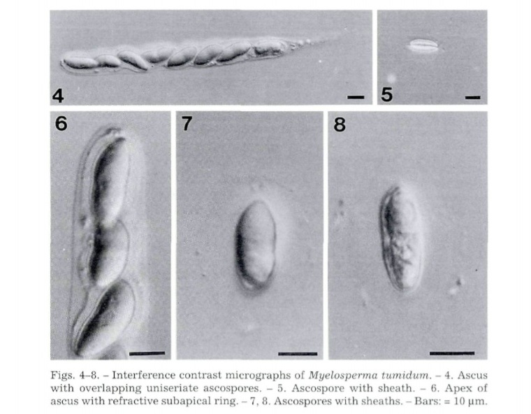 Представитель Семейства Myelospermataceae